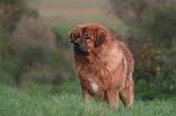 DOGUE DU TIBET 576